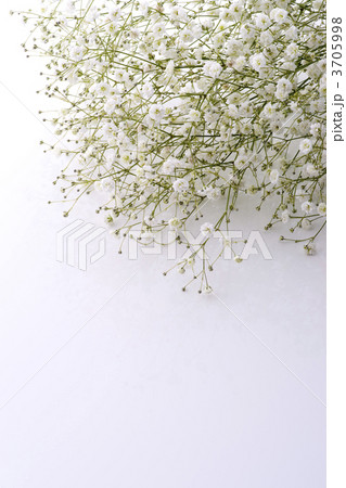 かすみ草 3705998