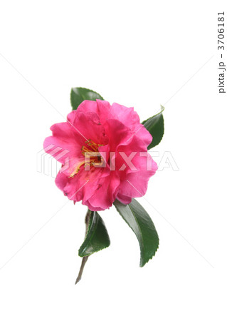 サザンカ 3706181