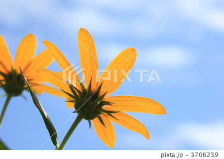 キクイモの花と青空 キクイモの花と青空 3706239