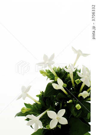 ブバリア 3706332