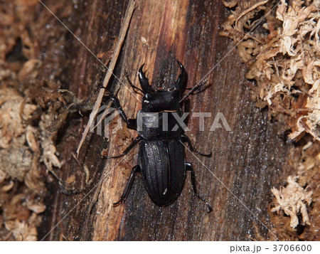 スジブトヒラタクワガタ スジブトヒラタクワガタ 3706600