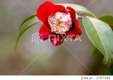 卜半(ツバキ) 卜半(ツバキ) 3707389