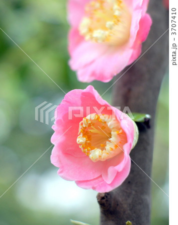 ピンクの花びら(ツバキ) ピンクの花びら(ツバキ) 3707410