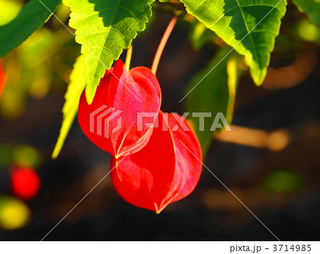 チロリアンランプ 3714985