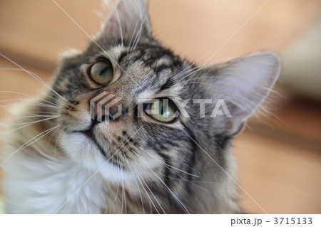 ノルウェージャンフォレストキャット 3715133