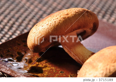 椎茸 3715189