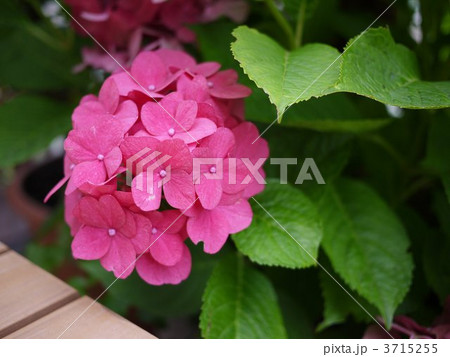 紫陽花 3715255