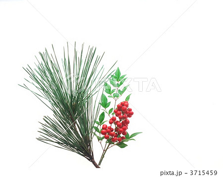 南天と松 南天と松 3715459