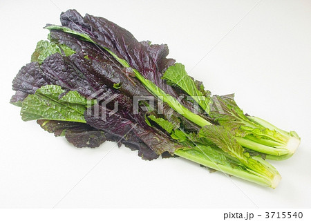 からし菜 3715540