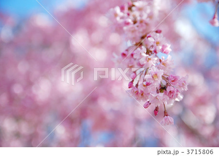 しだれ桜 3715806