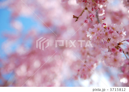 しだれ桜 3715812