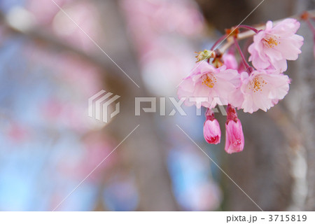 しだれ桜 3715819