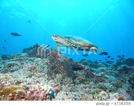 泳ぐアオウミガメ 3716350