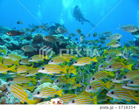 ヨスジフエダイとノコギリダイ 3716354