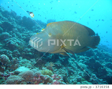 ナポレオン 3716358