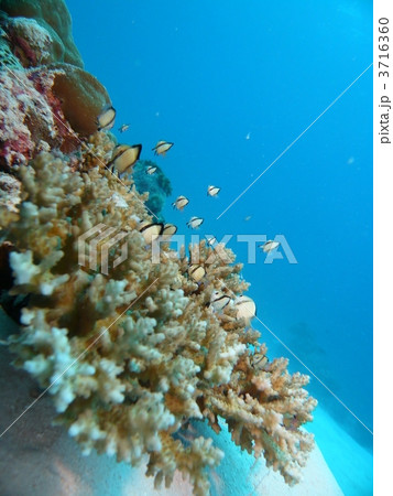 フタスジリュウキュウスズメダイの幼魚 フタスジリュウキュウスズメダイの幼魚 3716360