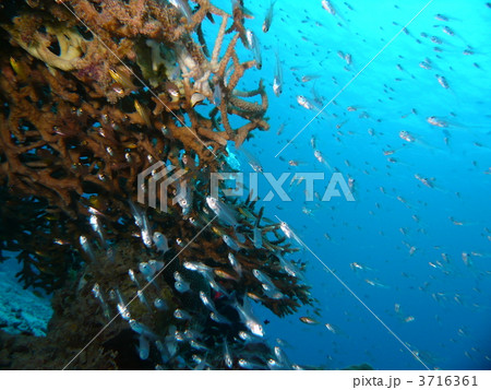 スカシテンジクダイ 3716361