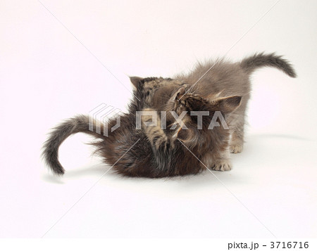 バトルするメインクーンの子猫 バトルするメインクーンの子猫 3716716