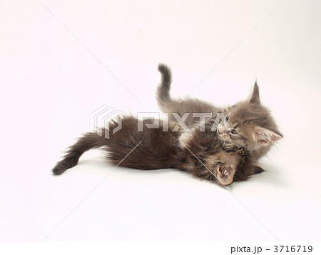 バトルするメインクーンの子猫 バトルするメインクーンの子猫 3716719