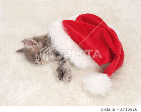 眠るメインクーンの子猫 3716816