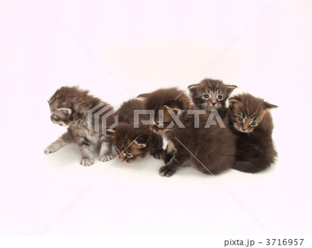 5匹のメインクーンの子猫 5匹のメインクーンの子猫 3716957
