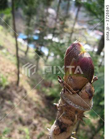 タラの芽 3726845