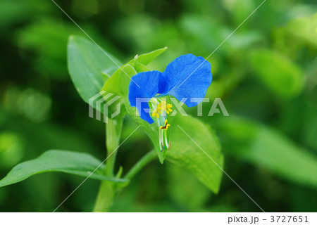 ツユクサ 3727651