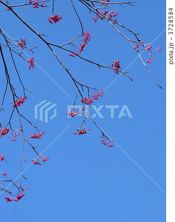 ナナカマドと青空 3728584