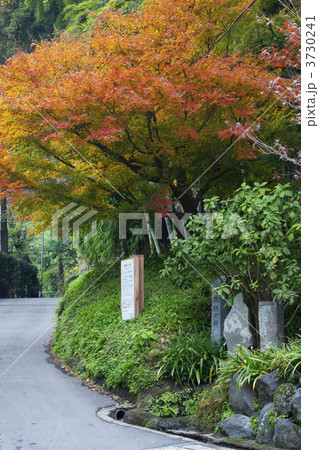 海蔵寺の紅葉 3730241