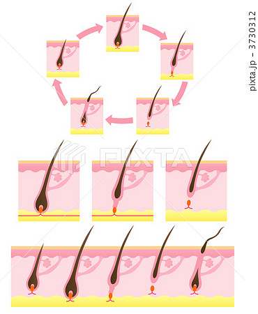 毛 ヘアサイクル 毛周期 毛 ヘアサイクル 毛周期 3730312