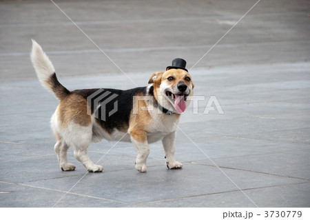 帽子を被った犬 帽子を被った犬 3730779