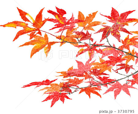 紅葉 紅葉 3730795