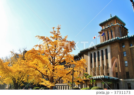 横浜・日本大通りのイチョウ並木 3731173