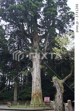 霧島神宮　御神木 3731266