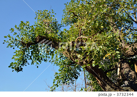 樹木・アメリカデイゴ　マメ科 3732344