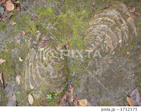 イノセラムス化石 3732575