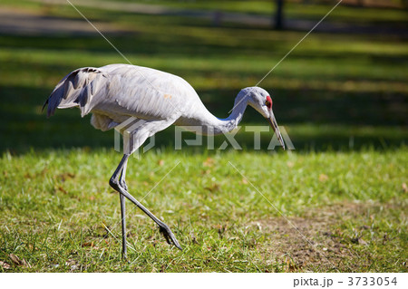 Sandhill Crane Sandhill Crane 3733054