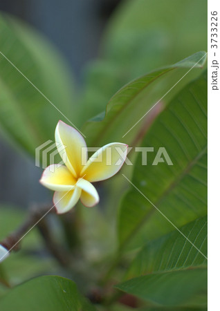 プルメリア 3733226