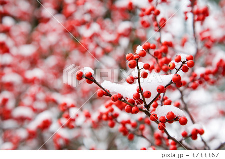 Hawthorn berries 3733367