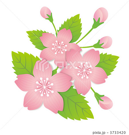 「桜のイラスト」の画像検索結果