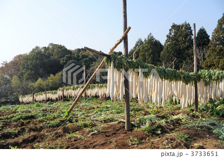 大根干し 3733651