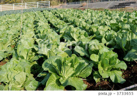 白菜畑 3733655