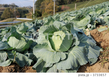 キャベツ キャベツ 3733657
