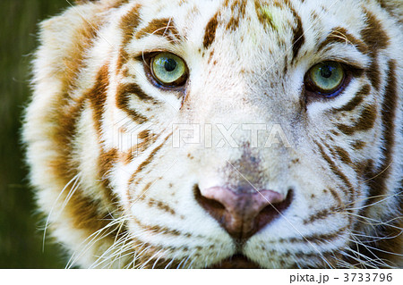 Eyes of the albino tiger 3733796