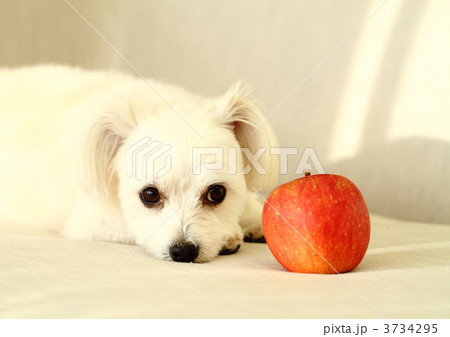 ソファーの小犬と林檎 3734295