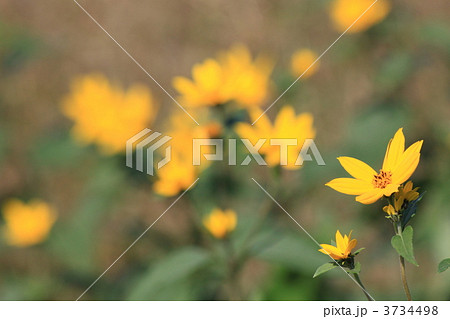 キクイモの花 キクイモの花 3734498