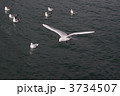 カモメ 3734507