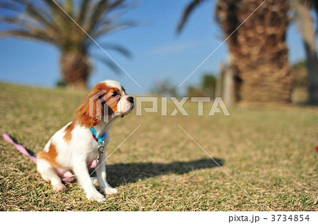 キャバリア 3734854