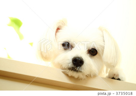 階段上のミックス犬 3735018