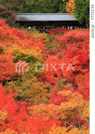 京都東福寺の通天橋の紅葉 3735238